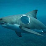 Mysterious Bite: Great White Shark Found with Circular Head Wound