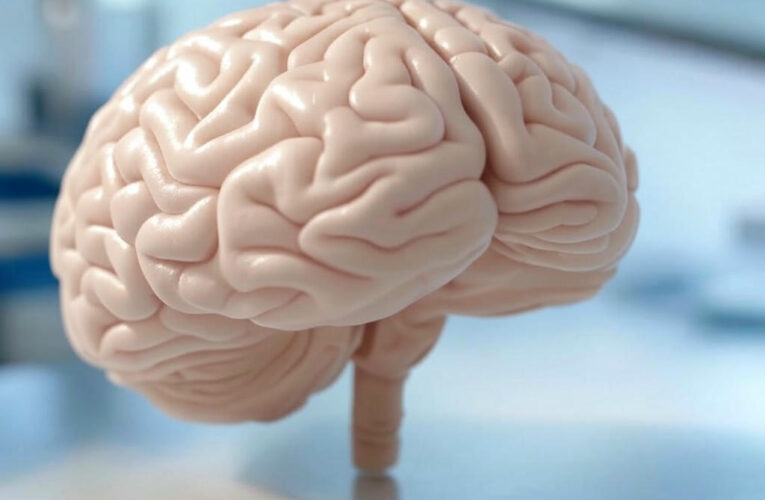 Rewiring the Mind: How the Brain Separates Learning and Stability