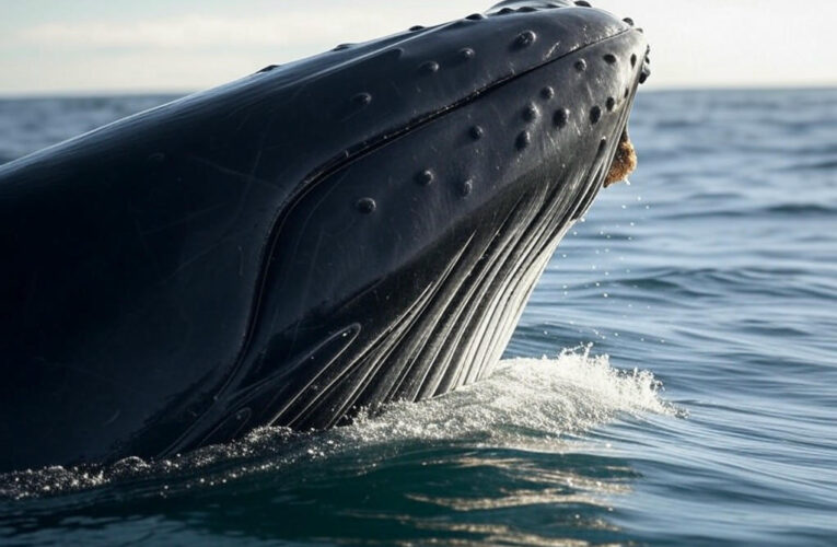 Humpback Whales Amaze Scientists with Bubble Ring Displays