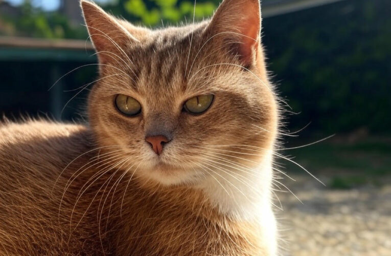 Unraveling the Mystery of a Cat’s Purr: Science Speaks