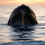 Whale Whispers: Humpback Whales Engage in Playful Human Interaction