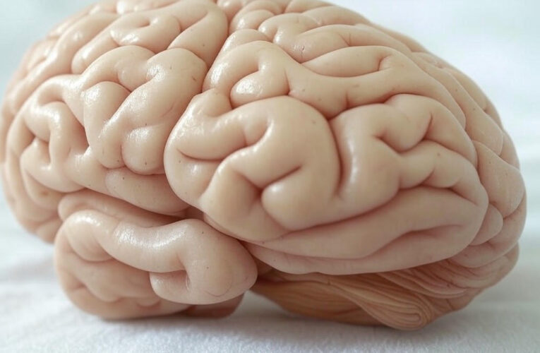 Unraveling the Mind: How Our Brains Separate Reality from Imagination