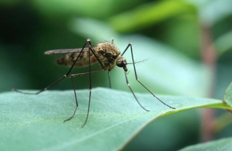 The Sonic Secrets of Mosquitoes: Outsmarting Human Defenses