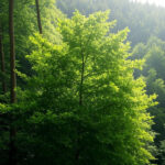 The Monumental Challenge of Offsetting Fossil Fuel Emissions with Trees