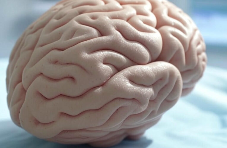 The Hidden Power of Brain Wrinkles: Unlocking the Secrets of Human Intelligence